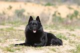 SCHIPPERKE 182